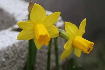 ミニスイセン（テターテート）の黄色い花