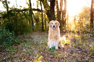 Golden retriever dog outside at sunset in the woods with beautiful golden light shining on it's fur 