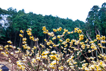 Obraz premium 国見のミツマタ