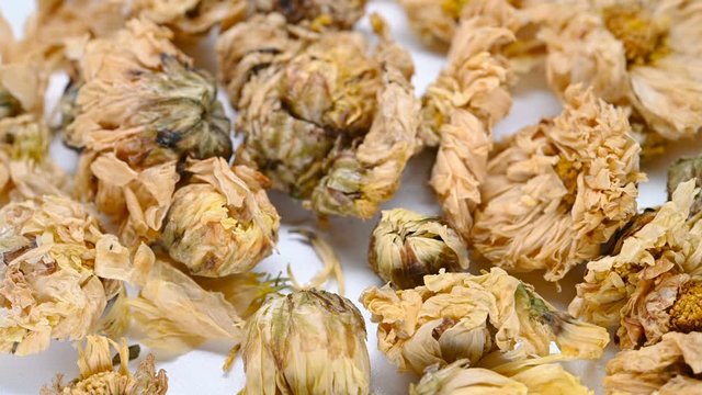 side view herb medicine JuHua or Chrysanthemi Flos or Florists Dendranthema rotate and pause