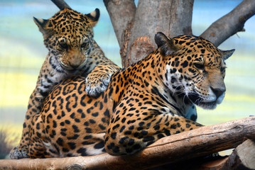 Jaguar cub & mon playing are a feline in the Panthera genus only extant Panthera species native to the Americas. Jaguar is the third-largest feline after the tiger & lion & largest in the Americas. © Daniel Meunier