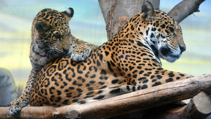 Jaguar cub & mon playing are a feline in the Panthera genus only extant Panthera species native to the Americas. Jaguar is the third-largest feline after the tiger & lion & largest in the Americas. © Daniel Meunier