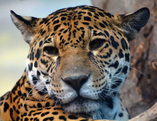 Jaguar is a cat, a feline in the Panthera genus only extant Panthera species native to the Americas. Jaguar is the third-largest feline after the tiger and lion, and the largest in the Americas. © Daniel Meunier