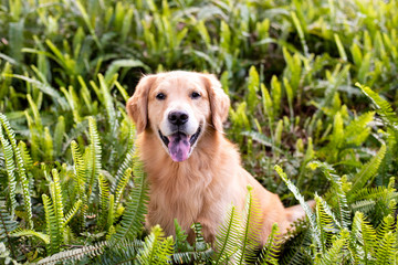 Golden Retrieve portrait, dog sitting in green ferns 