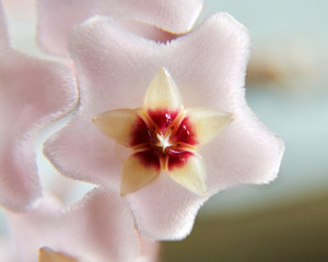 Fototapeta na wymiar The blooming ball orchid colse-up.