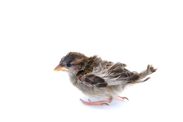 animal, assert, avow, babe, baby, background, banter, barbarian, beak, beautiful, biddy, bird, birdwatch, boo, boor, brown, chicken, churl, claw, closeup, columba, cute, dame, dicky, doll, double bird