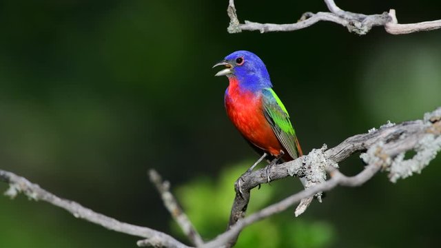 Male Painted Bunting singing