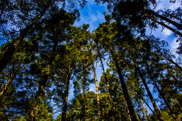 Obraz premium Trees with a point of view to the sky