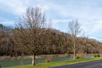 Obraz premium Spring in Tennessee tress and blue sky