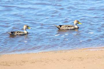 Speckled teals swimming in the lake 
