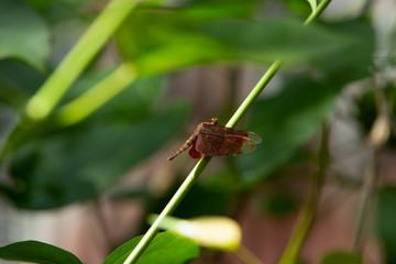 dragonfly on leaf