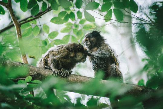 sagui