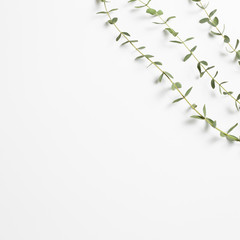 Eucalyptus leaves on white background. Floral composition, flat lay, top view, copy space