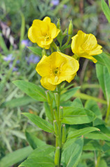 Blooming herb (Oenothera biennis) 5