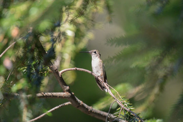 Hummingbird on branch