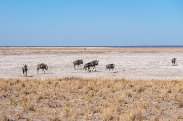 A herd of Blue Wildebeest -Connochaetes taurinus- also known as Gnus, heading out onto the salt pans of Etosha National Park, Namibia.