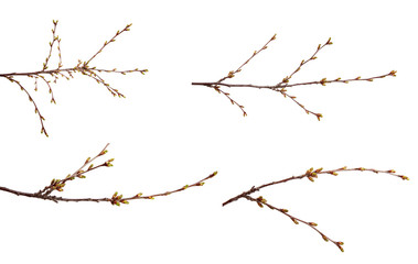 set cherry fruit tree branches with swollen buds on an isolated white background.