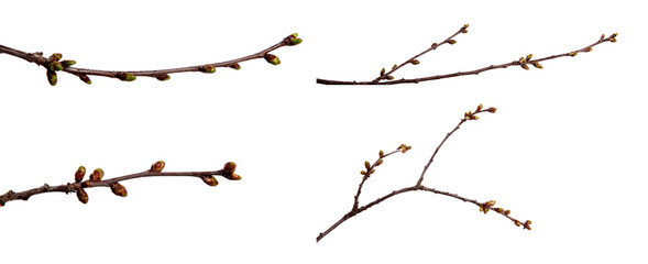 set cherry fruit tree branches with swollen buds on an isolated white background.