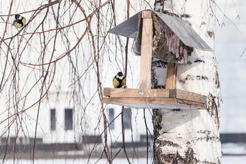 Parus major tit sits on the edge of a feeder with a nut in its b
