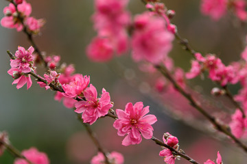 Peach blossoms in early Spring