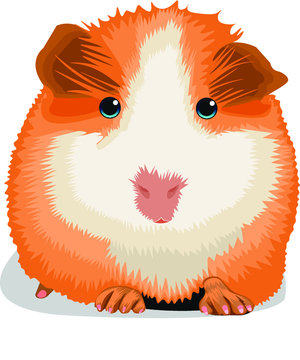 guinea pig vector illustration