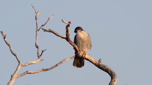 Peregrine Falcon Video Clip in 4k 