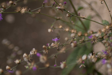 flor