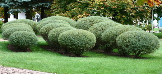Autumn not bright day. The group of willows purpurea grows in the park on a lawn. They are accurately cut and their krone has rounded shape. © imamchits