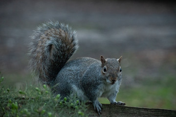squirrel on a fence