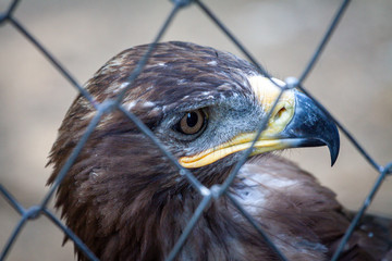 Golden Eagle in captivity