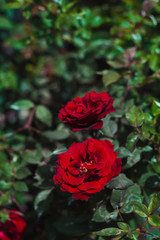 red rose in garden