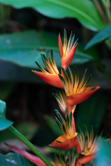 Hawaiian Tropical Flower Bird Of Paradise