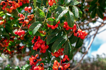Kauai Fruit Tree