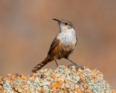 Canyon Wren