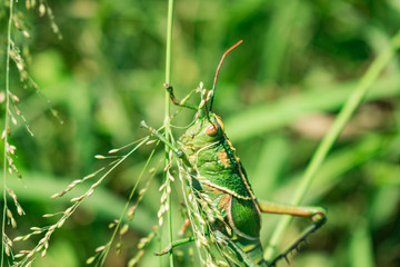 Saltamontes Verde