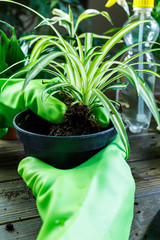 Young plants in pots, shovel, green gloves for pottering on brown wooden table. Close up hands potting plants.  Spring, nature background. 