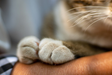 Close up of paws cat, close up Thai cat 