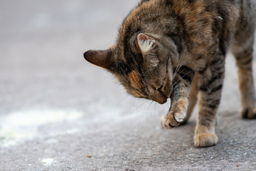 Portrait of cat licking itself for cleaning, close up Thai cat licking itself