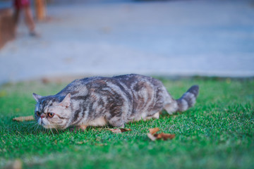cat sleeping on rock