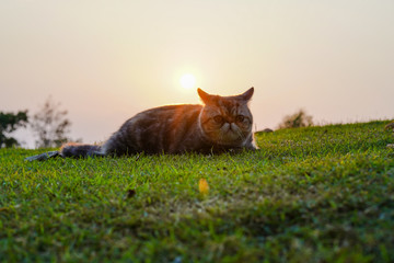 Naklejka premium cat in the grass