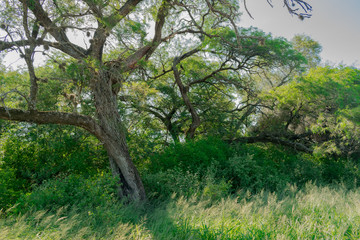Planta de Algarrobo al costado del camino 