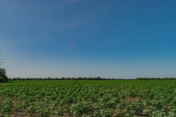 Campo de algodon, castelli, chaco, argentina
