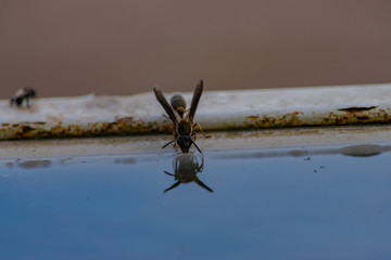 Avispa tomando Agua