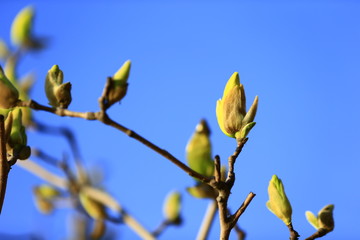 Fototapeta premium Blooming magnolia flower, very beautiful