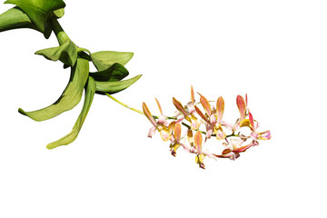 Bunch of  yellow with red dendrobium orchids flower and green leaf stem patterns isolated on white background , clipping path - obrazy, fototapety, plakaty