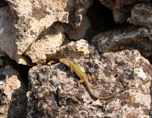isolated Podarcis siculus in Apulia, Italy