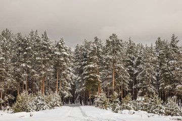 beautiful winter forest covered in snow