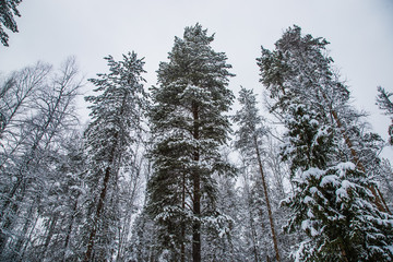 mighty trunks of fir trees soar into the gloomy February sky