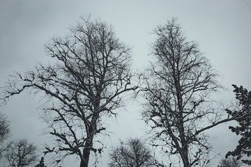 Fototapeta na wymiar mighty tree branches soar into the gloomy February sky