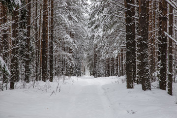beautiful pine forest covered with snow